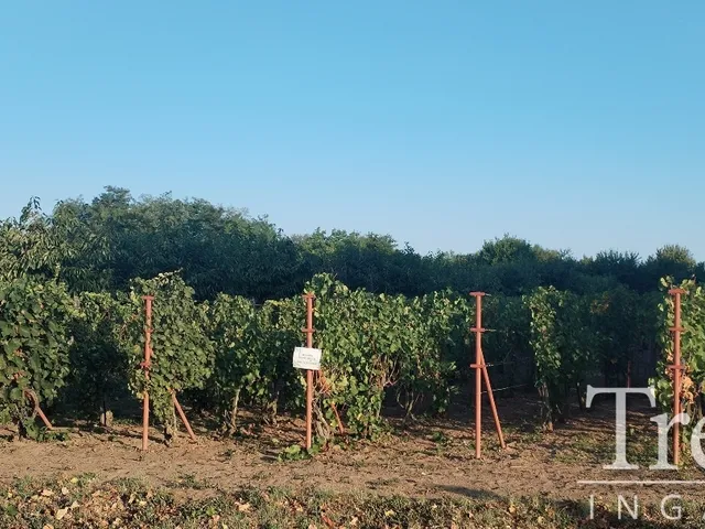 Eladó mezőgazdasági ingatlan Bölcske 1085 nm