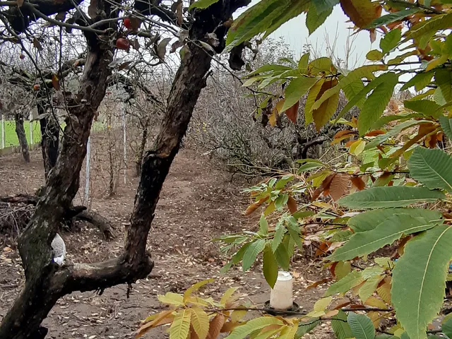 Eladó telek Hódmezővásárhely, Kishomok 891 nm