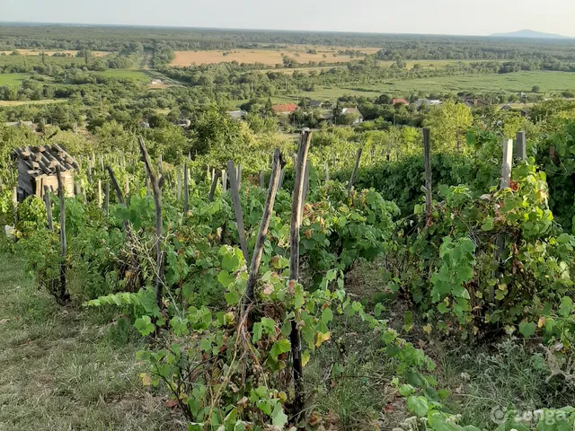 Eladó mezőgazdasági ingatlan Sátoraljaújhely, Várhegy 1133 nm