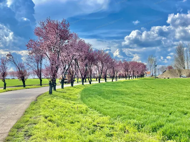 Eladó telek Elek 2084 nm