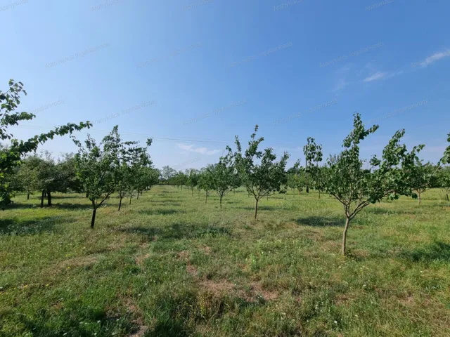 Eladó mezőgazdasági ingatlan Gyula 35 nm