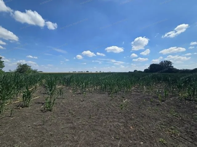 Eladó mezőgazdasági ingatlan Gyula, Szanazug 35128 nm