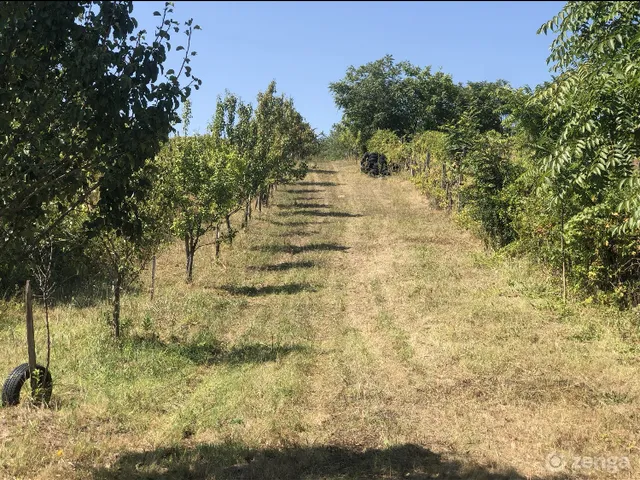 Eladó mezőgazdasági ingatlan Balatonendréd, Rózsahegy 5155 nm