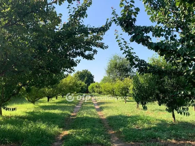 Eladó telek Nyíregyháza 3930 nm