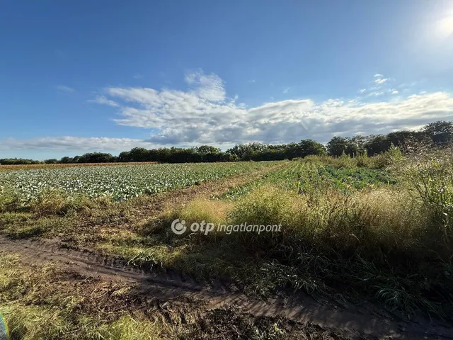 Eladó kereskedelmi és ipari ingatlan Újfehértó 13705 nm