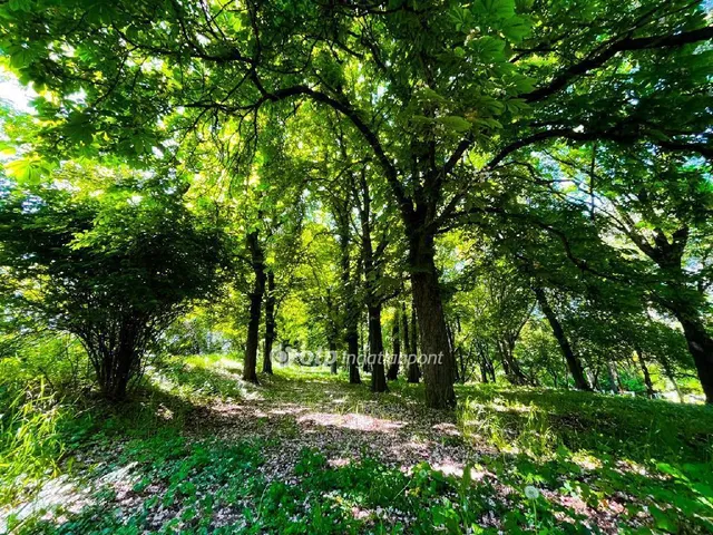 Eladó ház Visonta 1195 nm