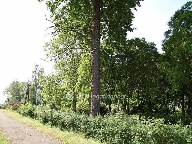 Eladó üdülő és hétvégi ház Csány 800 nm