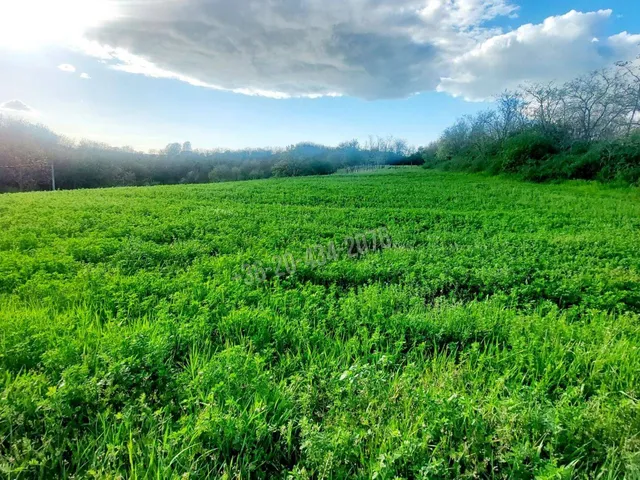 Eladó telek Balatonendréd 3704 nm