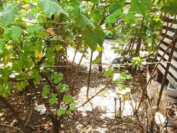 Eladó ház Kiskunlacháza 90 nm