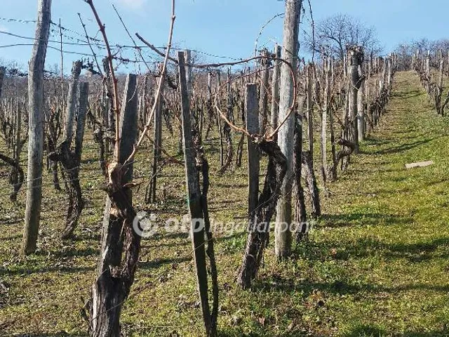 Eladó mezőgazdasági ingatlan Szekszárd 1406 nm