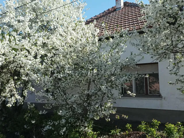 Eladó ház Törökszentmiklós, Alvég 62 nm