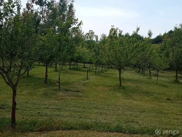 Eladó mezőgazdasági ingatlan Regöly 7000 nm