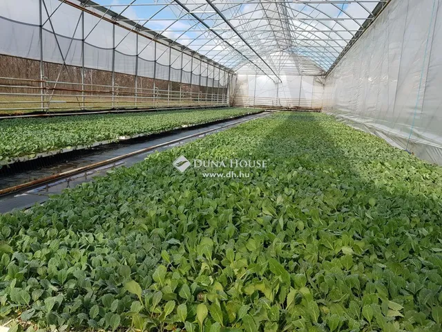 Eladó mezőgazdasági ingatlan Kecskemét 133 nm