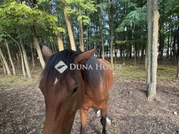 Eladó ház Kecskemét, Katonatelep 134 nm