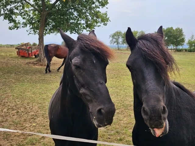 Eladó mezőgazdasági ingatlan Egerág 178 nm