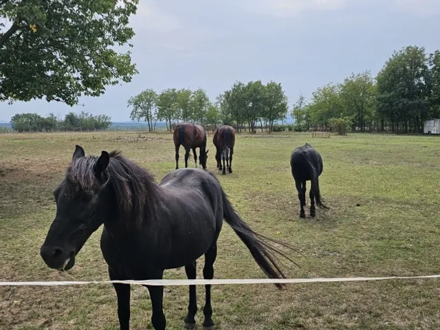 Eladó mezőgazdasági ingatlan Egerág 178 nm