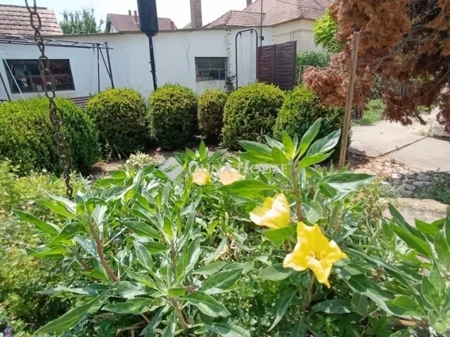 Eladó ház Bóly 181 nm