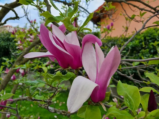 Kiadó lakás Pécs, Ürög 32 nm