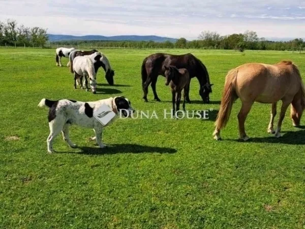 Eladó mezőgazdasági ingatlan Egerág 178 nm