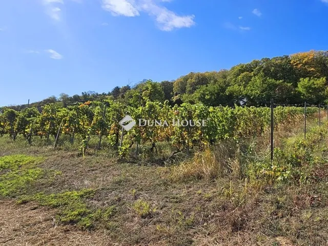 Eladó ház Nagyharsány 209 nm