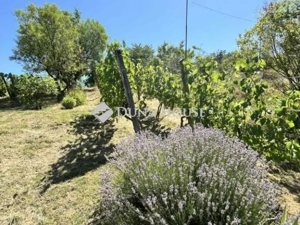 Eladó mezőgazdasági ingatlan Gyód 37 nm