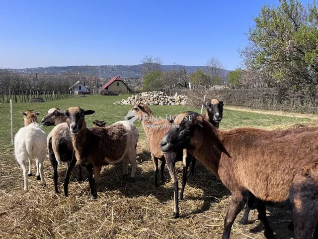 Eladó ház Pécs 100 nm