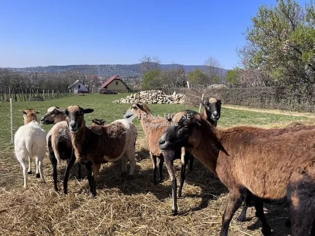 Eladó ház Pécs 90 nm
