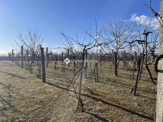 Eladó mezőgazdasági ingatlan Hásságy 50 nm