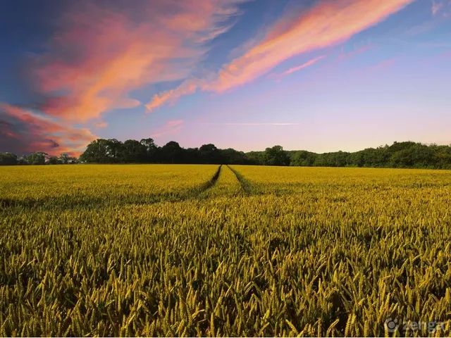 Eladó mezőgazdasági ingatlan Hajdúböszörmény 650000 nm