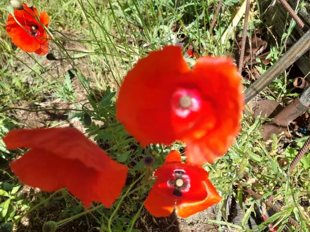 Eladó telek Szigetszentmiklós, Háros 674 nm