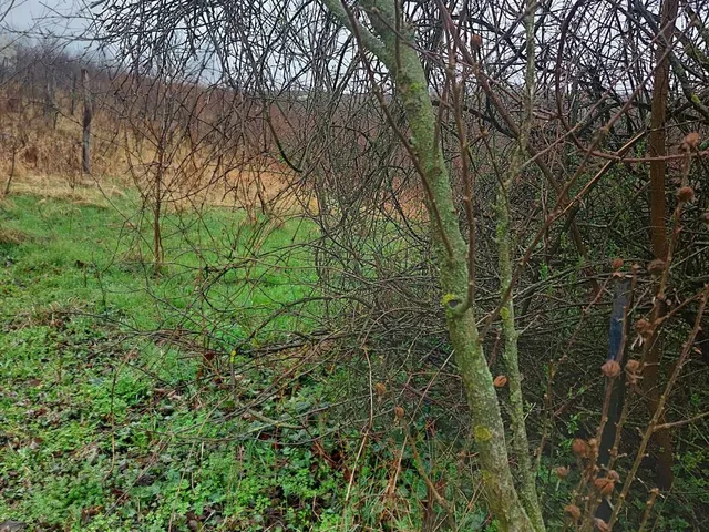 Eladó telek Szőlősgyörök, zártkert 5269 nm