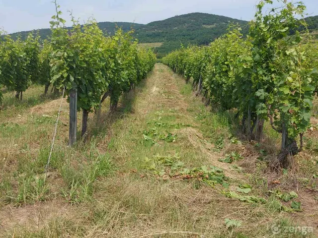Eladó mezőgazdasági ingatlan Szegi 2700 nm