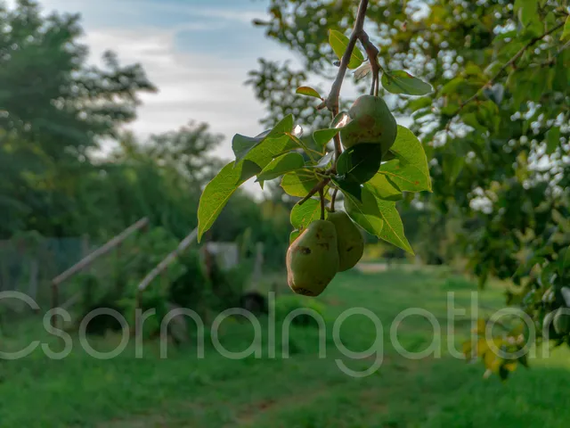 Eladó telek Maglóca 1388 nm