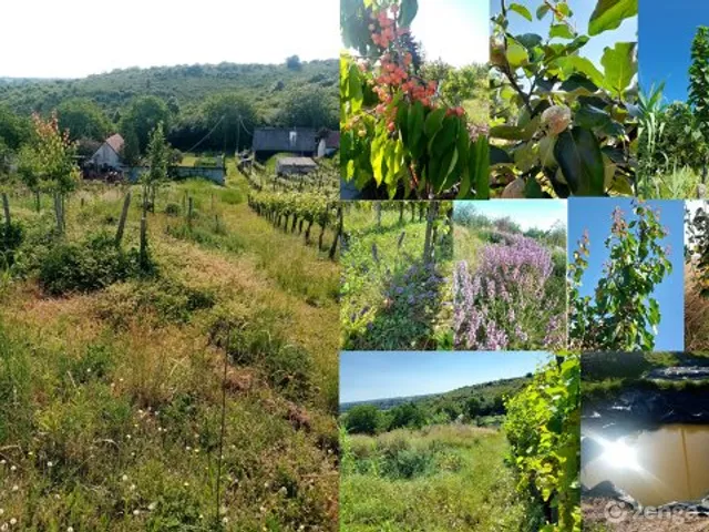 Eladó mezőgazdasági ingatlan Pécs, Nagyárpád 40 nm