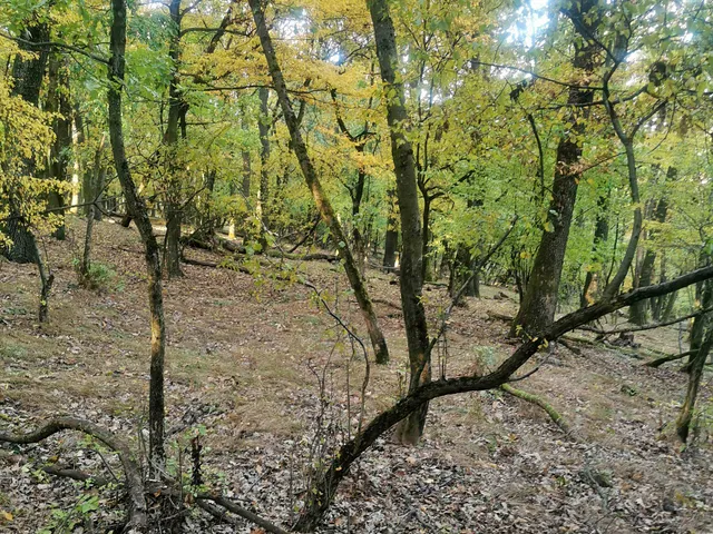 Eladó telek Kismaros, Börzsönyliget 2164 nm