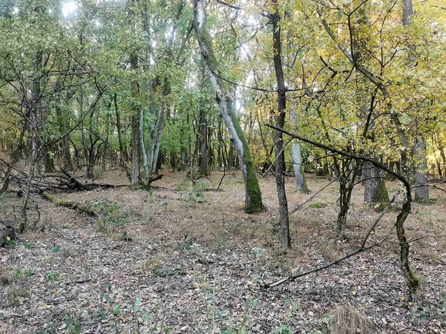 Eladó telek Kismaros, Börzsönyliget 2164 nm