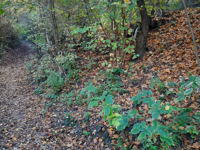 Eladó telek Visegrád, Újhegy, Csukavölgy 2159 nm