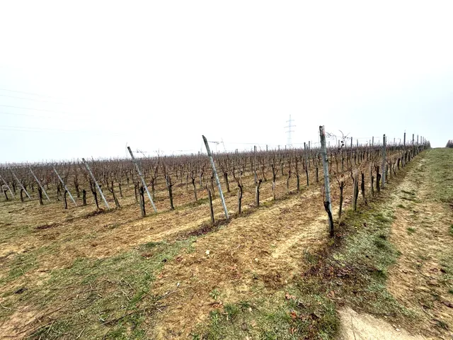 Eladó mezőgazdasági ingatlan Villány 60000 nm