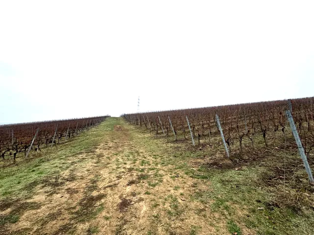 Eladó mezőgazdasági ingatlan Villány, Bocor dűlő 60000 nm