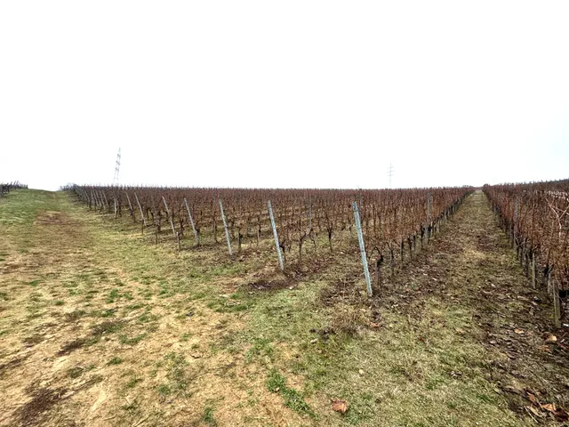 Eladó mezőgazdasági ingatlan Villány, Bocor dűlő 60000 nm