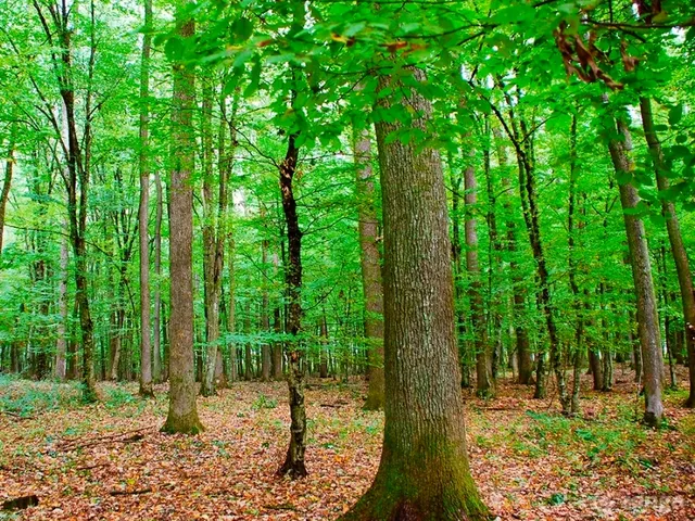 Eladó mezőgazdasági ingatlan Drávagárdony 55000 nm