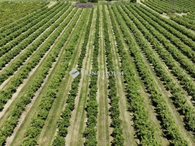 Eladó mezőgazdasági ingatlan Putnok 250000 nm