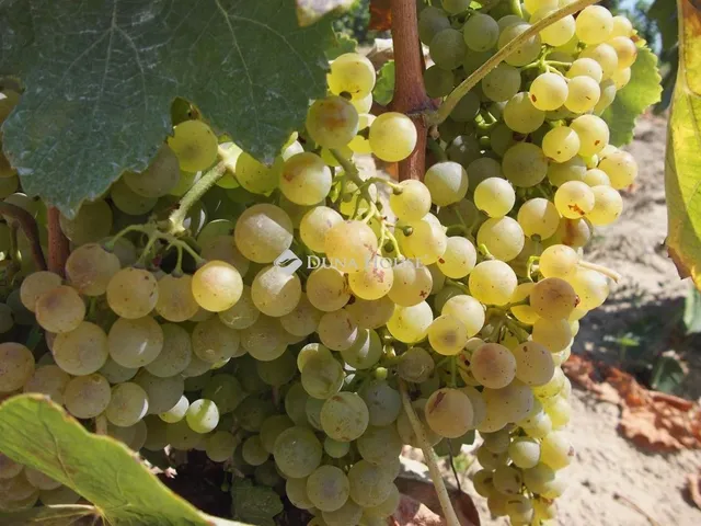 Eladó mezőgazdasági ingatlan Tokaj 72 nm