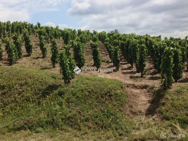 Eladó mezőgazdasági ingatlan Tokaj 72 nm