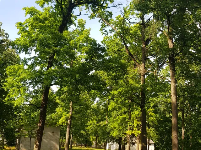Eladó ház Zalaegerszeg 500 nm