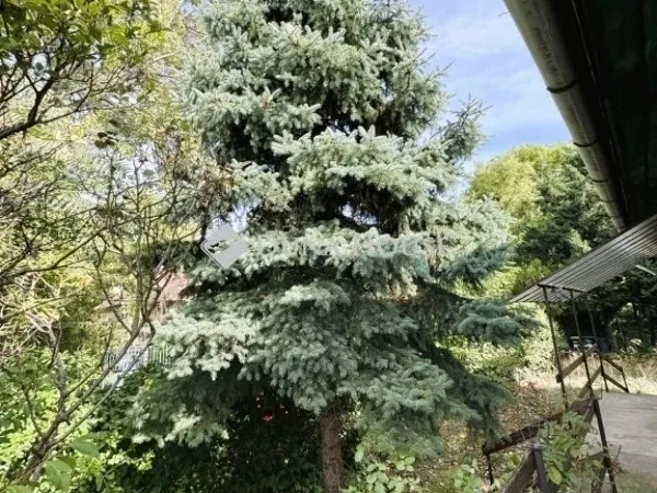 Eladó ház Budapest III. kerület 55 nm