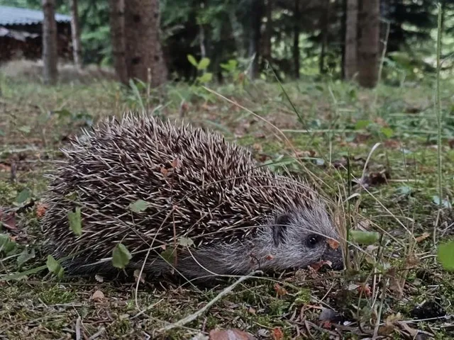 Eladó ház Berkenye 100 nm