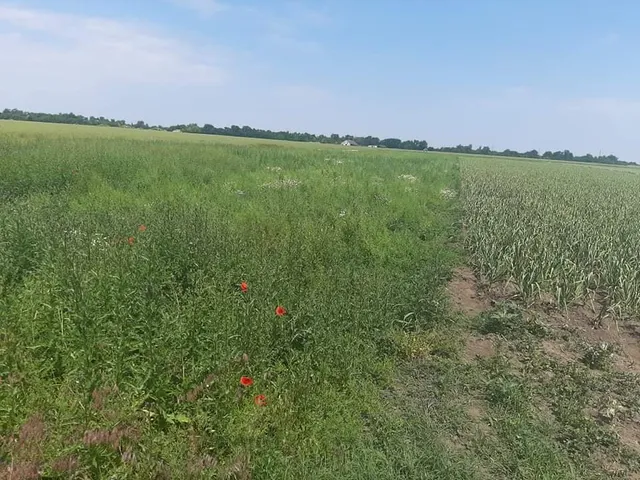 Eladó mezőgazdasági ingatlan Makó 7397 nm