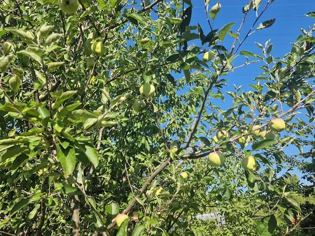 Eladó ház Budapest XXII. kerület, Nagytétény 42 nm