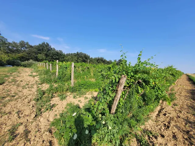 Eladó mezőgazdasági ingatlan Balatoncsicsó, Szent Balázs-hegy 10400 nm